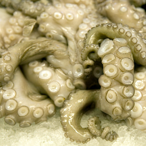 A twined mass of Octopus tentacles
